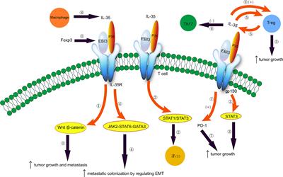 The Molecular Role of IL-35 in Non-Small Cell Lung Cancer